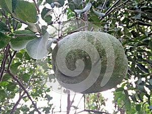 TheÂ Pomelo,Â Citrus maximaÂ orÂ Citrus grandis